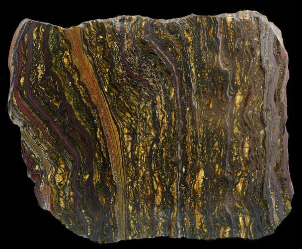 Polished Tiger Iron Stromatolite - ( Billion Years) #46612